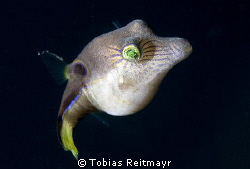 The common Sharpnose puffer, seen on every dive in Utila,... by Tobias Reitmayr 